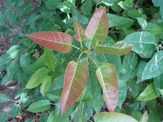  Leafy shoot with young leaves